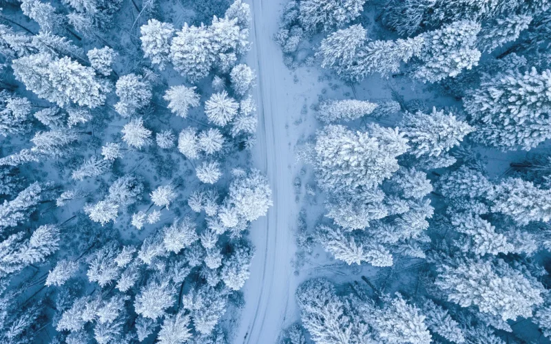 prevent and treat cold and flu - Picture of winter forest